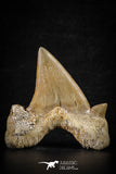 88455 - Top Beautiful OTODUS OBLIQUUS (mackerel shark) Tooth Paleocene