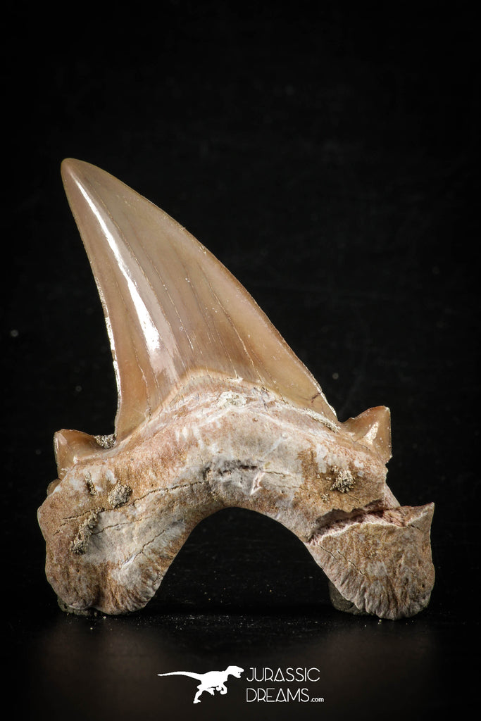 88456 - Top Beautiful OTODUS OBLIQUUS (mackerel shark) Tooth Paleocene