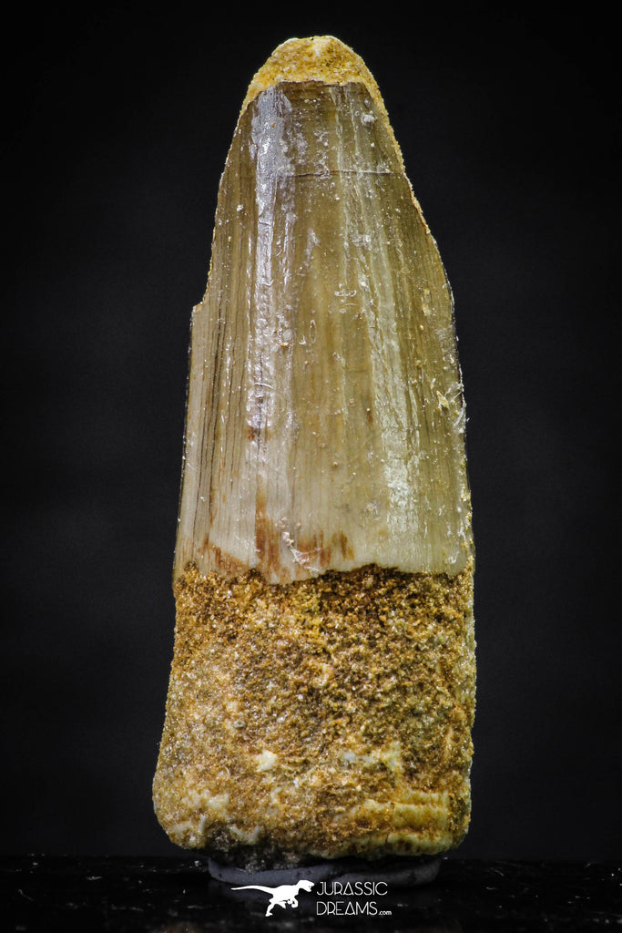 20646 - Well Preserved 1.67 Inch Spinosaurus Dinosaur Tooth Cretaceous