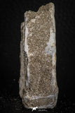 06880 - Top Huge 2.30 Inch Otodus obliquus Shark Vertebra Bone Paleocene