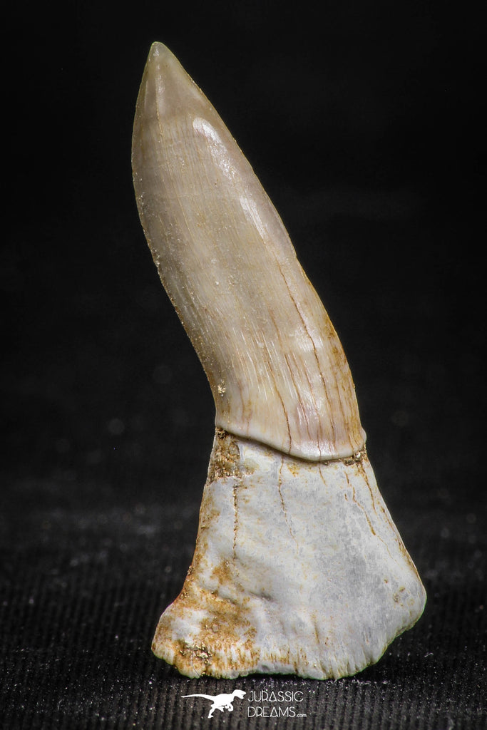 05113 - Top Beautiful 1.30 Inch Sclerorhynchus (Cartilaginous Sawfish) Tooth Late Cretaceous