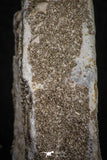 06880 - Top Huge 2.30 Inch Otodus obliquus Shark Vertebra Bone Paleocene