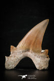 88456 - Top Beautiful OTODUS OBLIQUUS (mackerel shark) Tooth Paleocene