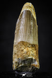 20646 - Well Preserved 1.67 Inch Spinosaurus Dinosaur Tooth Cretaceous