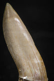 05113 - Top Beautiful 1.30 Inch Sclerorhynchus (Cartilaginous Sawfish) Tooth Late Cretaceous