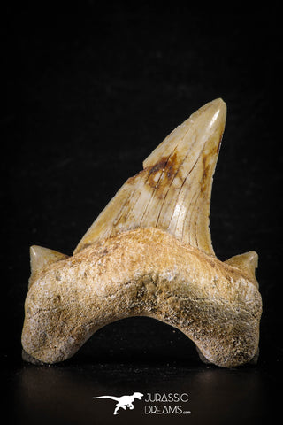 88457 - Top Beautiful OTODUS OBLIQUUS (mackerel shark) Tooth Paleocene