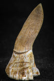 05113 - Top Beautiful 1.30 Inch Sclerorhynchus (Cartilaginous Sawfish) Tooth Late Cretaceous