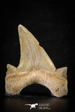 88457 - Top Beautiful OTODUS OBLIQUUS (mackerel shark) Tooth Paleocene