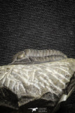 22067 - Top Quality 1.13 Inch Cornuproetus sp Middle Devonian Trilobite