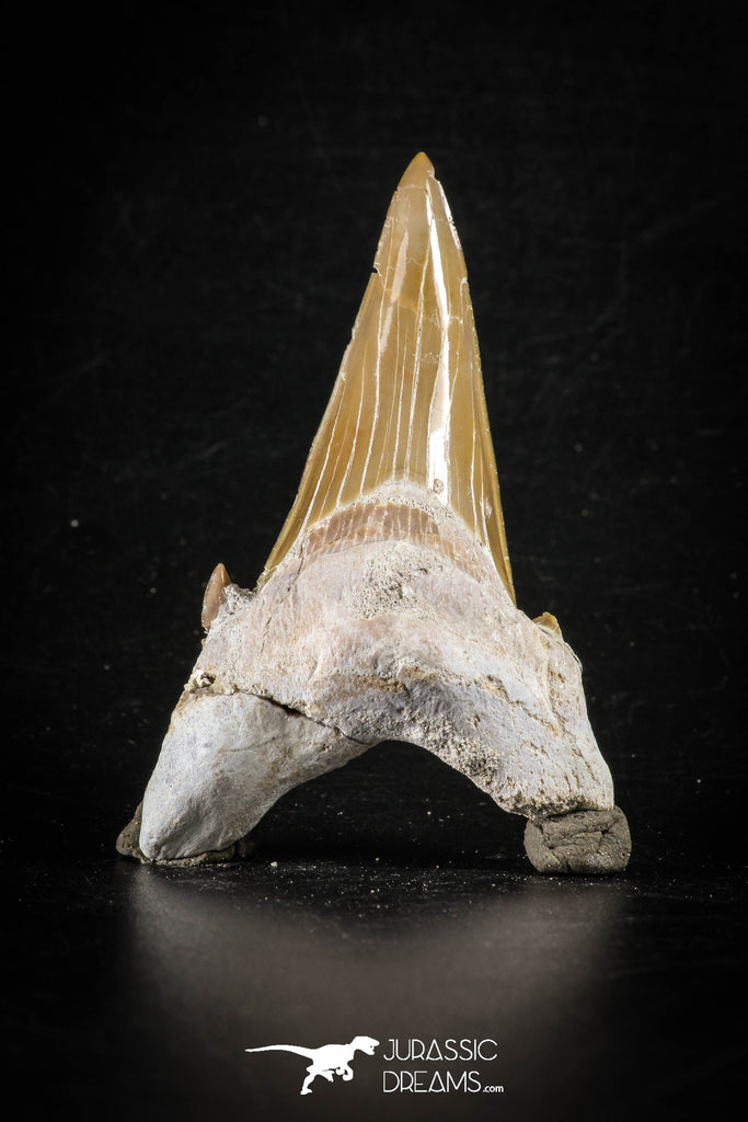 88458 - Top Huge OTODUS OBLIQUUS (mackerel shark) Tooth Paleocene