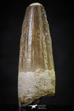 20647 - Well Preserved 1.64 Inch Spinosaurus Dinosaur Tooth Cretaceous