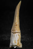 05113 - Top Beautiful 1.30 Inch Sclerorhynchus (Cartilaginous Sawfish) Tooth Late Cretaceous