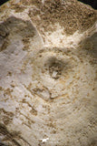 06881 - Top Huge 2.44 Inch Otodus obliquus Shark Vertebra Bone Paleocene