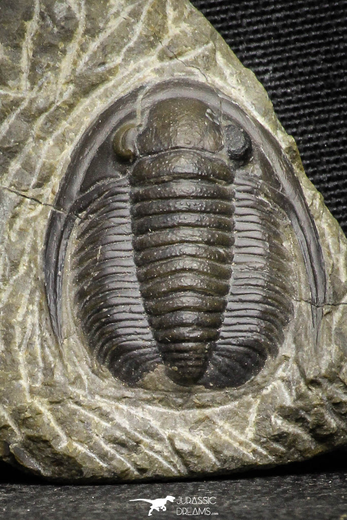 22067 - Top Quality 1.13 Inch Cornuproetus sp Middle Devonian Trilobite