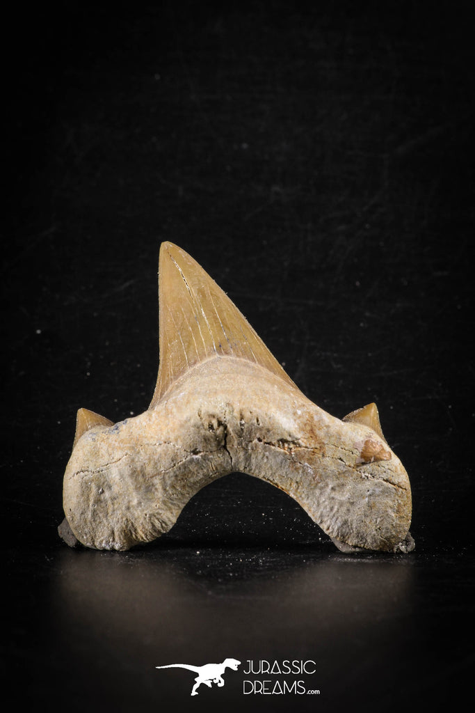 88459 - Top Beautiful OTODUS OBLIQUUS (mackerel shark) Tooth Paleocene
