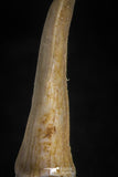 05113 - Top Beautiful 1.30 Inch Sclerorhynchus (Cartilaginous Sawfish) Tooth Late Cretaceous