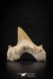 88459 - Top Beautiful OTODUS OBLIQUUS (mackerel shark) Tooth Paleocene