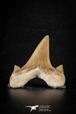 88459 - Top Beautiful OTODUS OBLIQUUS (mackerel shark) Tooth Paleocene