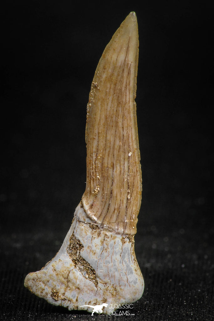 05114 - Top Beautiful 1.29 Inch Sclerorhynchus (Cartilaginous Sawfish) Tooth Late Cretaceous