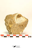 30795 - Top Beautiful 1.06 Inch Onnia sp Ordovician Trilobite
