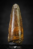 20648 - Well Preserved 1.53 Inch Spinosaurus Dinosaur Tooth Cretaceous