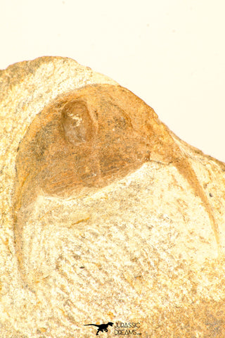 30795 - Top Beautiful 1.06 Inch Onnia sp Ordovician Trilobite