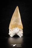 88460 - Top Huge OTODUS OBLIQUUS (mackerel shark) Tooth Paleocene