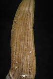 05114 - Top Beautiful 1.29 Inch Sclerorhynchus (Cartilaginous Sawfish) Tooth Late Cretaceous