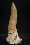 05114 - Top Beautiful 1.29 Inch Sclerorhynchus (Cartilaginous Sawfish) Tooth Late Cretaceous