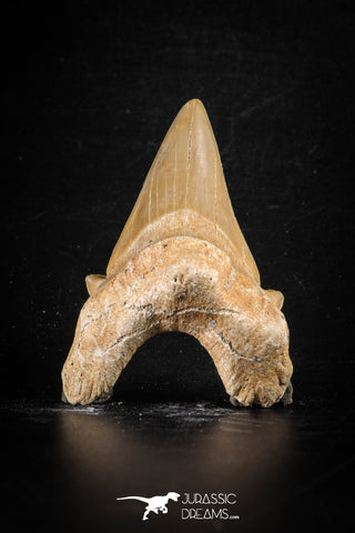 88461 - Top Huge OTODUS OBLIQUUS (mackerel shark) Tooth Paleocene