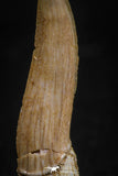 05114 - Top Beautiful 1.29 Inch Sclerorhynchus (Cartilaginous Sawfish) Tooth Late Cretaceous