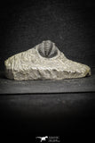 22068 - Top Quality 0.81 Inch Cornuproetus sp Middle Devonian Trilobite