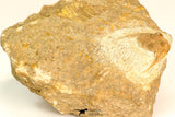 30795 - Top Beautiful 1.06 Inch Onnia sp Ordovician Trilobite