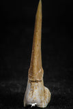 05114 - Top Beautiful 1.29 Inch Sclerorhynchus (Cartilaginous Sawfish) Tooth Late Cretaceous