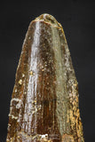 20648 - Well Preserved 1.53 Inch Spinosaurus Dinosaur Tooth Cretaceous
