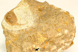 30795 - Top Beautiful 1.06 Inch Onnia sp Ordovician Trilobite
