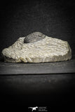 22068 - Top Quality 0.81 Inch Cornuproetus sp Middle Devonian Trilobite