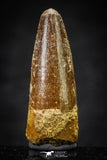 20649 - Well Preserved 1.53 Inch Spinosaurus Dinosaur Tooth Cretaceous