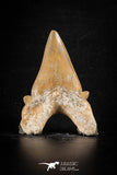 88461 - Top Huge OTODUS OBLIQUUS (mackerel shark) Tooth Paleocene