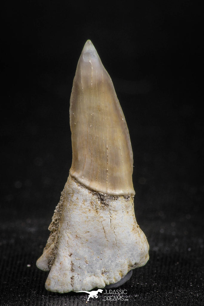 05115 - Top Beautiful 1.18 Inch Sclerorhynchus (Cartilaginous Sawfish) Tooth Late Cretaceous