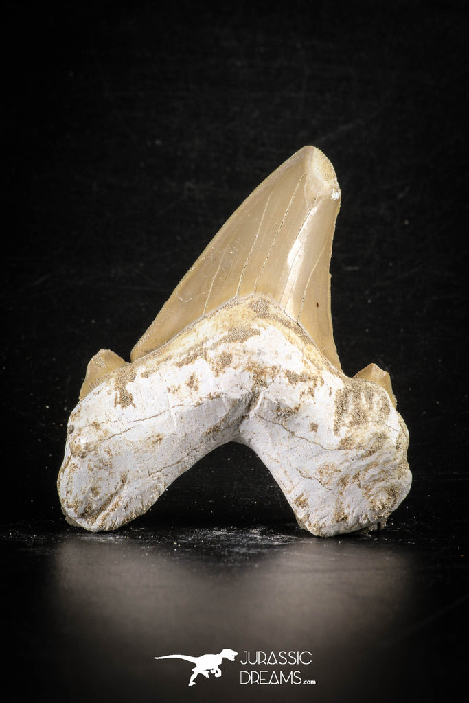 88462 - Top Huge OTODUS OBLIQUUS (mackerel shark) Tooth Paleocene