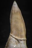 05115 - Top Beautiful 1.18 Inch Sclerorhynchus (Cartilaginous Sawfish) Tooth Late Cretaceous
