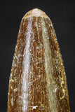 20649 - Well Preserved 1.53 Inch Spinosaurus Dinosaur Tooth Cretaceous