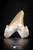 88462 - Top Huge OTODUS OBLIQUUS (mackerel shark) Tooth Paleocene