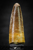 20649 - Well Preserved 1.53 Inch Spinosaurus Dinosaur Tooth Cretaceous