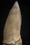 05115 - Top Beautiful 1.18 Inch Sclerorhynchus (Cartilaginous Sawfish) Tooth Late Cretaceous