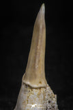 05115 - Top Beautiful 1.18 Inch Sclerorhynchus (Cartilaginous Sawfish) Tooth Late Cretaceous