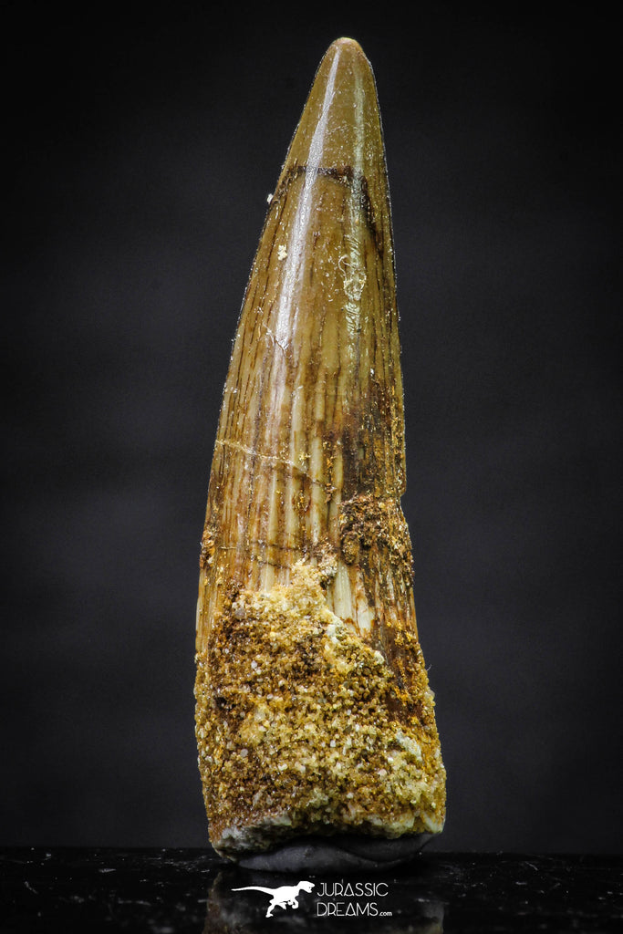 20650 - Well Preserved 1.57 Inch Spinosaurus Dinosaur Tooth Cretaceous