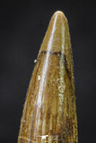 20650 - Well Preserved 1.57 Inch Spinosaurus Dinosaur Tooth Cretaceous