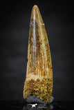 20650 - Well Preserved 1.57 Inch Spinosaurus Dinosaur Tooth Cretaceous